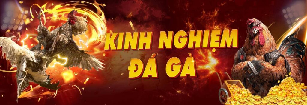 Kinh nghiệm đá gà trực tiếp