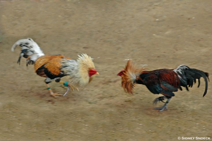 Xem màu mạng gà đá