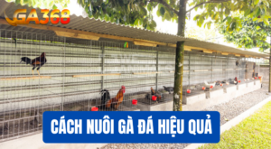 cach nuoi ga da hieu qua