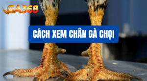 cach xem chan ga choi