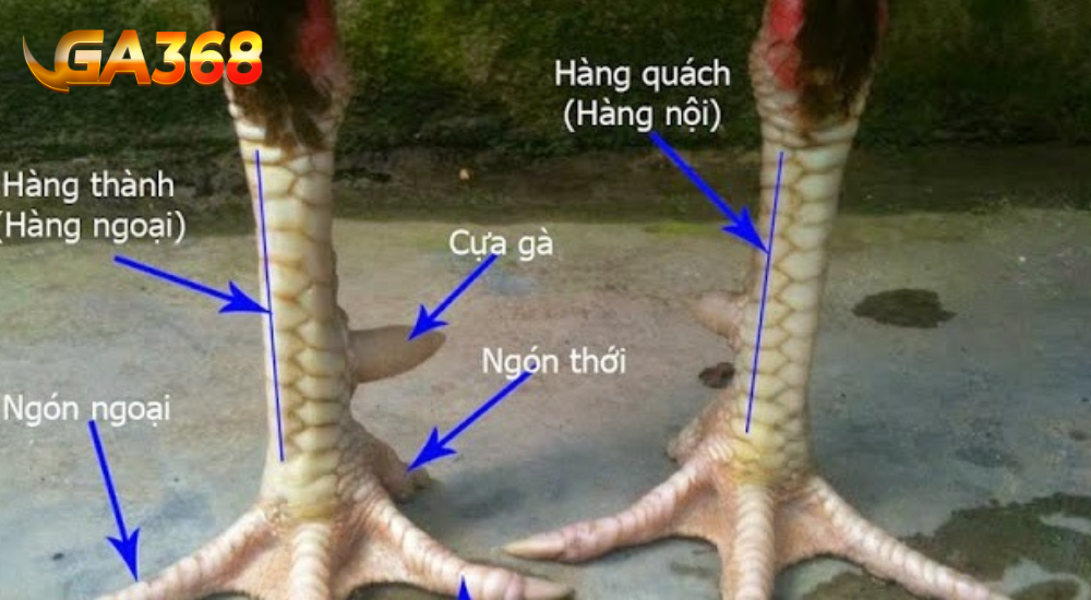 Xem Chân Gà Chọi: Phương Pháp và Tiêu Chí từ GA368 Xem chân gà đá, gà chọi