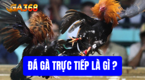 da ga truc tiep la gi