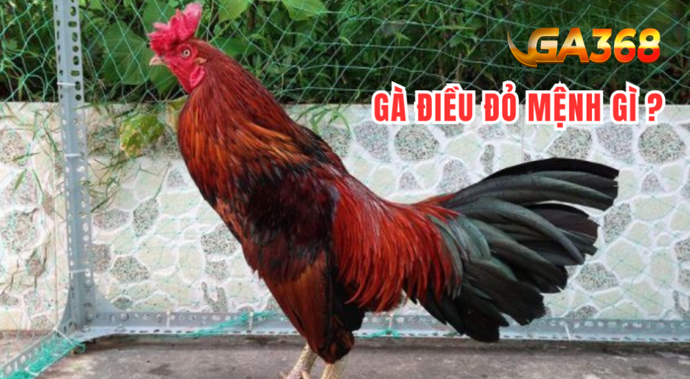 menh hoa