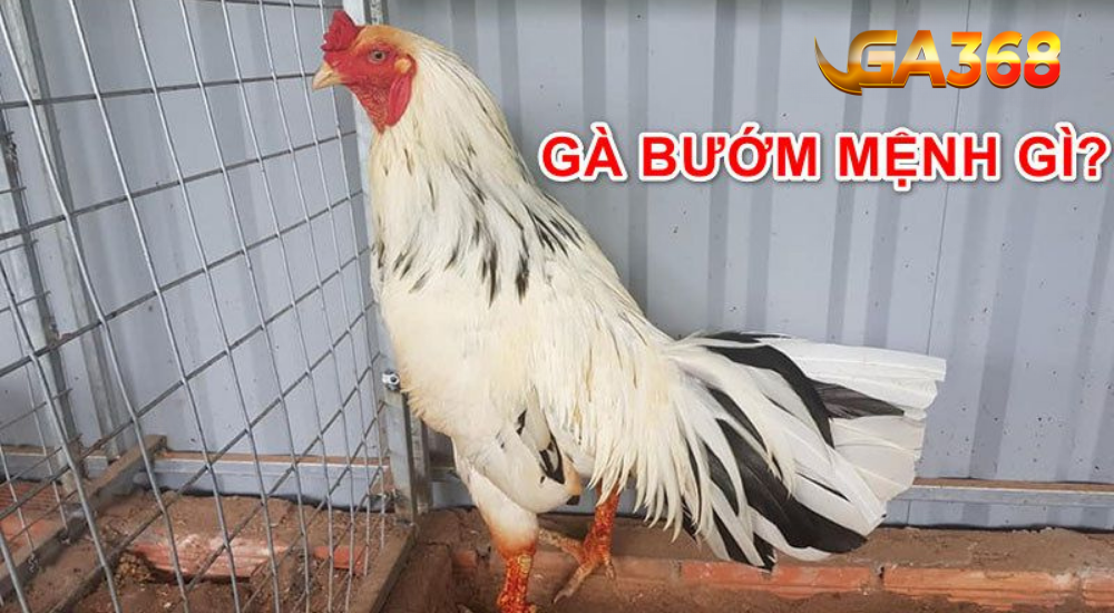 Gà điều đỏ mệnh gì?