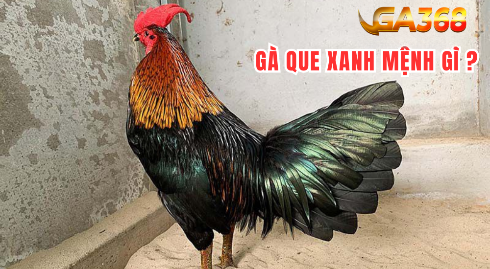 Gà mạng mộc