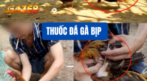 thuoc da ga bip
