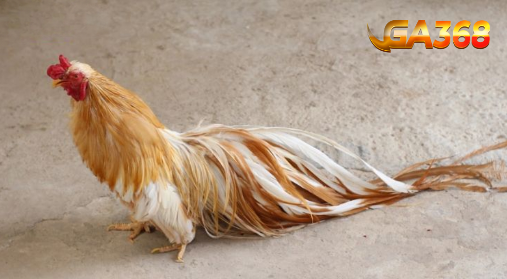 Cách để chăm sóc gà asil cực hay Q2