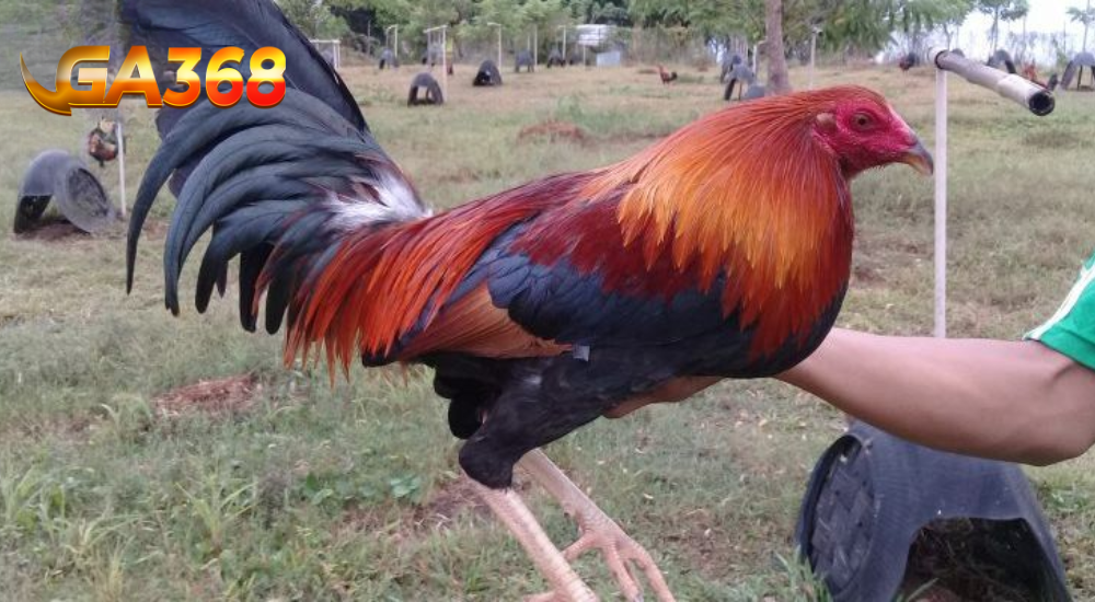 Kha nang chien dau ga Hatch
