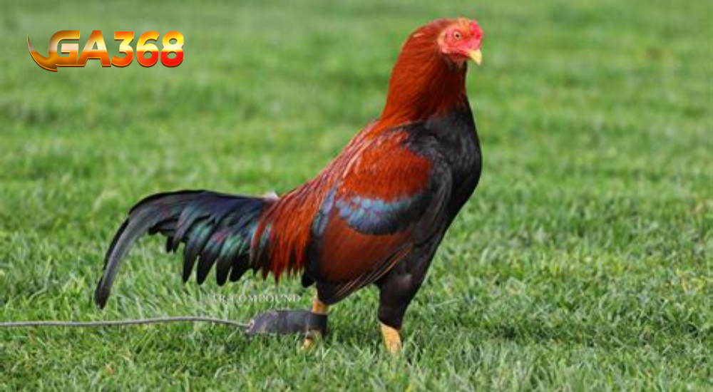Luu y khi lua chon ga Asil