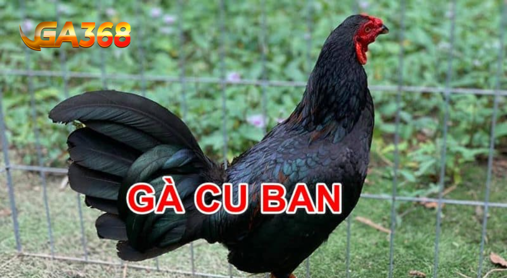Luu y khi nuoi ga cuban