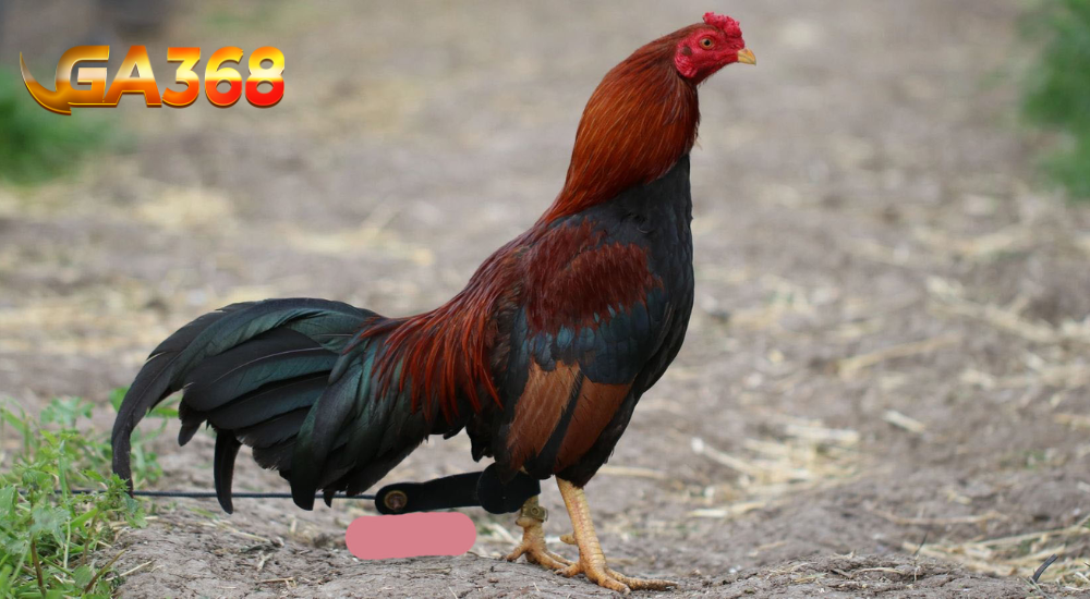 nguon-goc-ga-Asil-la-gi