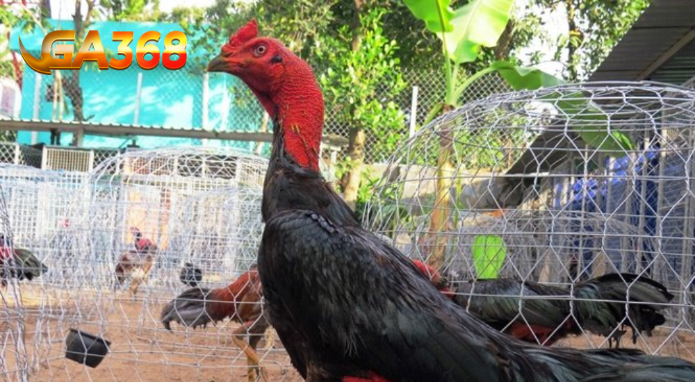 Xem đầu gà chọi quan trọng không
