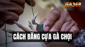 cach bang cua ga choi