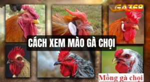 cach em mao ga choi