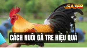 cach nuoi ga tre hieu qua