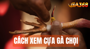 cach xem cua ga choi