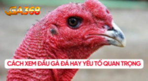 cach xem dau ga hay
