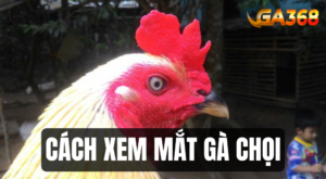cach xem mat ga choi