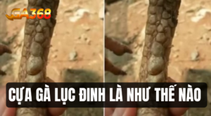 cua ga luc dinh la nhu the nao