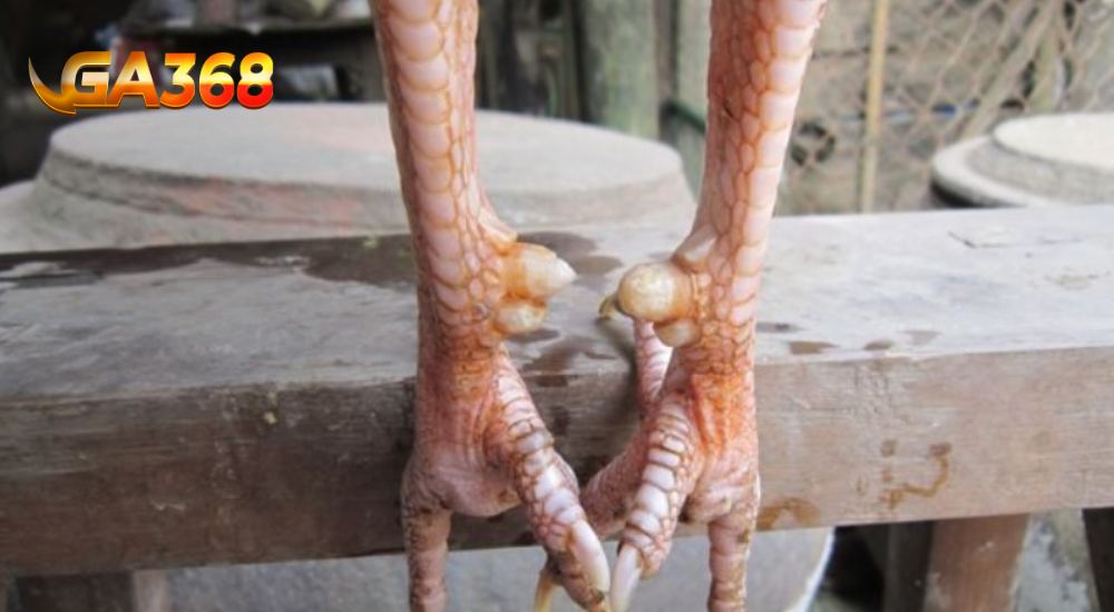 gà lục đinh đặc điểm của chúng