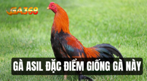 ga Asil dac diem noi troi