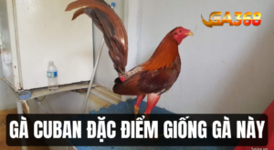 ga Cuban dac diem noi troi