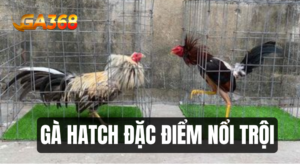 ga Hatch dac diem noi troi