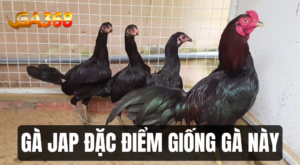 ga Jap dac diem noi troi