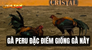 ga Peru dac diem giong ga nay