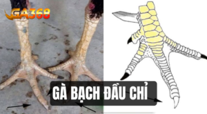 ga bach dau chi