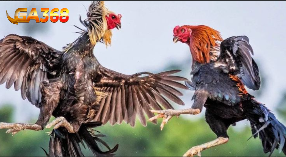 Hướng dẫn chăm sóc và nuôi dưỡng gà đòn Q2