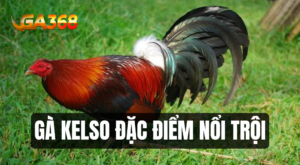 ga kelso dac diem noi troi