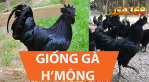 giong ga hmong la gi