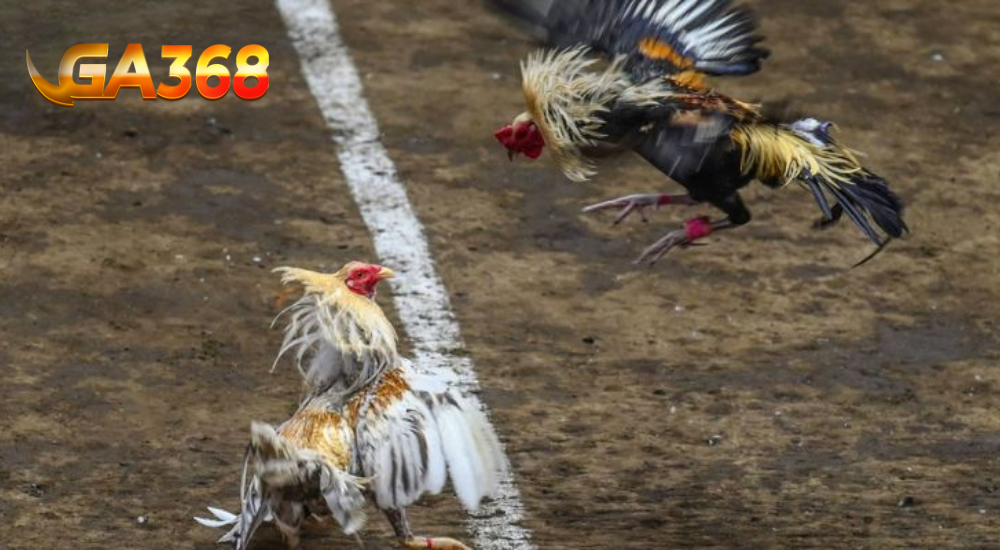 Băng Cựa Gà Chọi Đúng Kỹ Thuật Chi Tiết Của Ga368 Cách băng cựa gà chọi