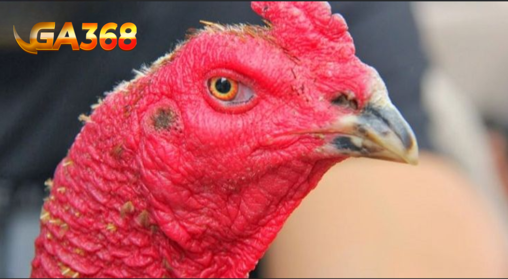 Tìm hiểu về mắt gà chọi?