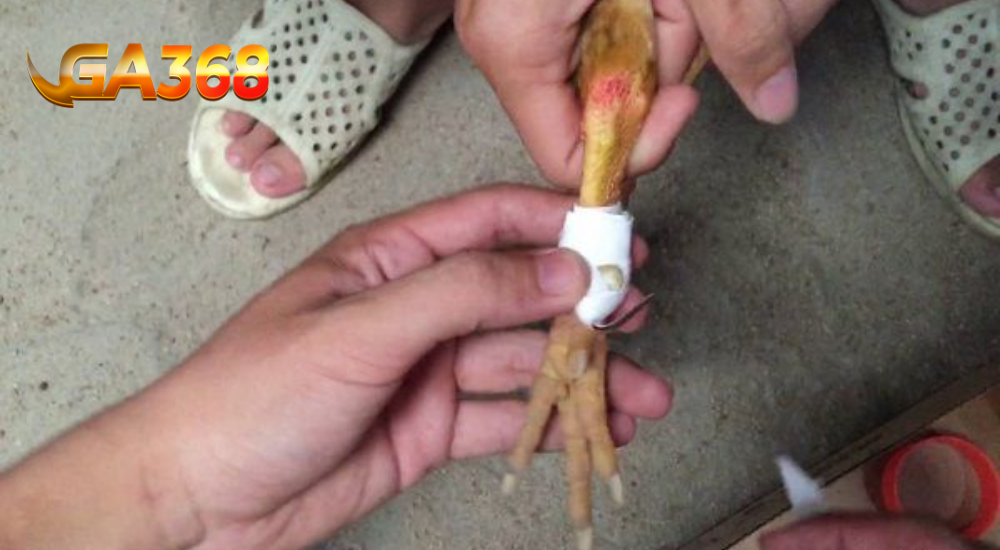 tranh bang bi tuot