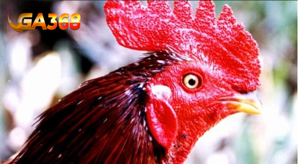 ý nghĩa về mào gà chọi 