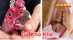 ga368 nguyen nhan trieu chung ga kho khe